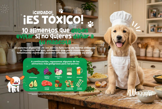10 alimentos tóxicos para perros que nunca deberías darle (aunque muchos dueños lo hacen)
