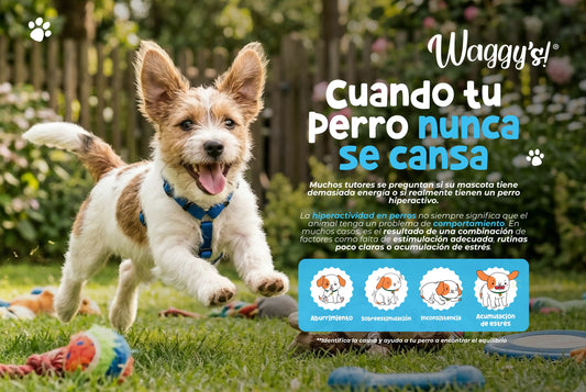 Cuando tu perro nunca se calma: qué hay detrás de un perro hiperactivo