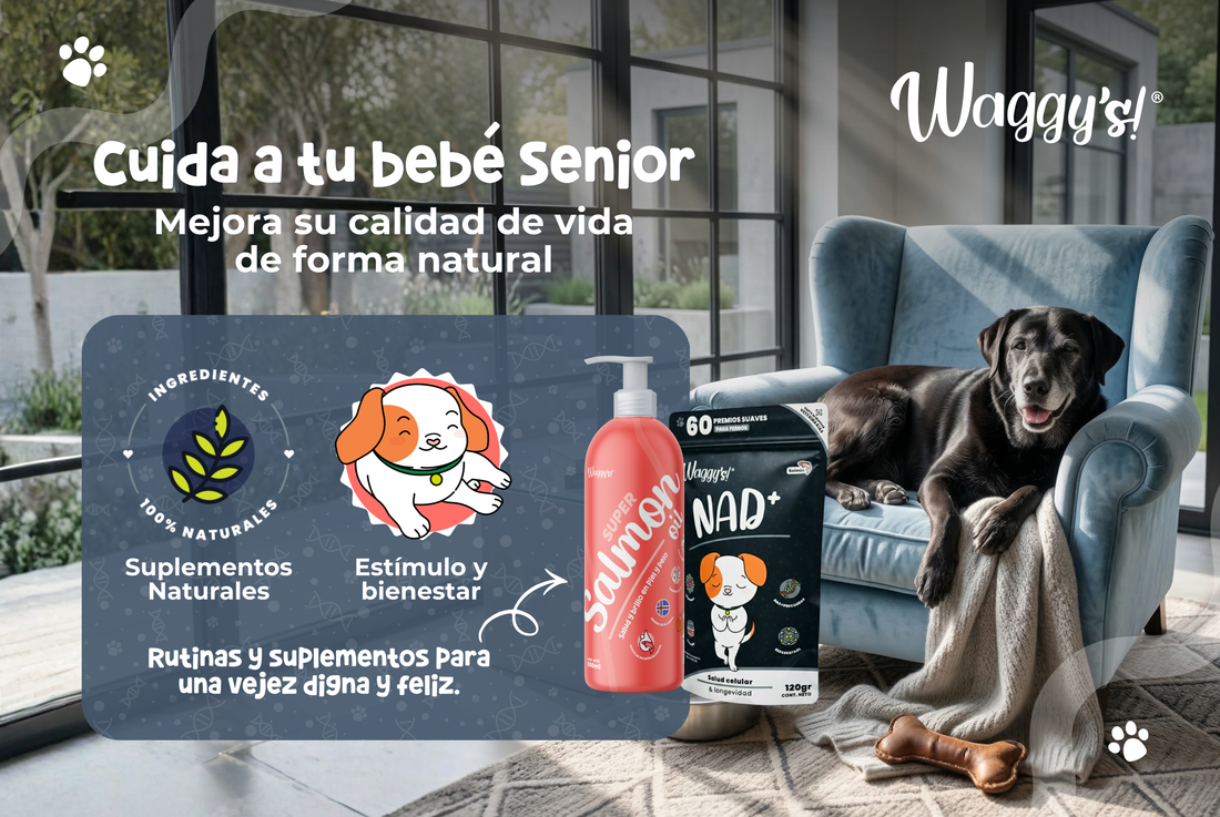 Perros senior: cómo mejorar la calidad de vida de tu “viejito” de forma natural