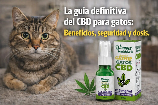 La guía definitiva del CBD para gatos: beneficios, seguridad y dosis