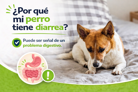 ¿Por qué mi perro tiene diarrea? Causas y qué hacer