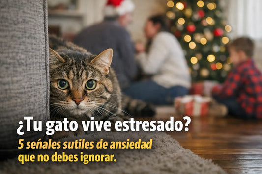 Gato estresado: causas, señales y cómo ayudarle de forma efectiva