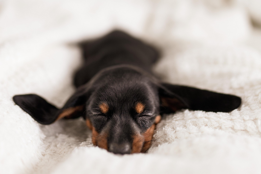 Cuántas Horas Duerme un Perro al Día: Todo lo que Debes Saber