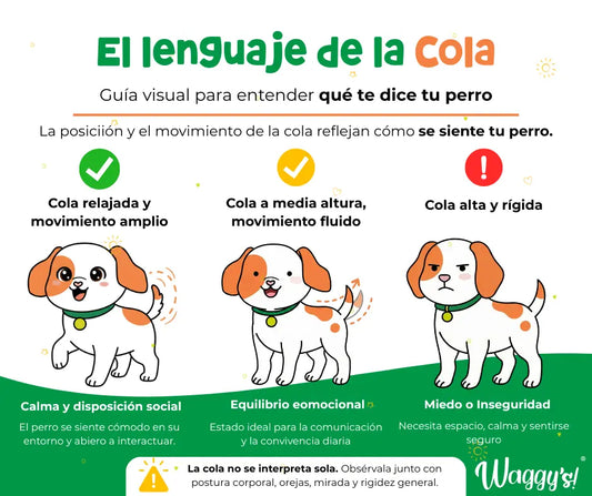 El lenguaje de la cola: guía visual para entender qué te dice tu perro
