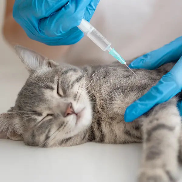 Esterilización de gatos: ¿Qué es? ¿Por qué debe hacerse?