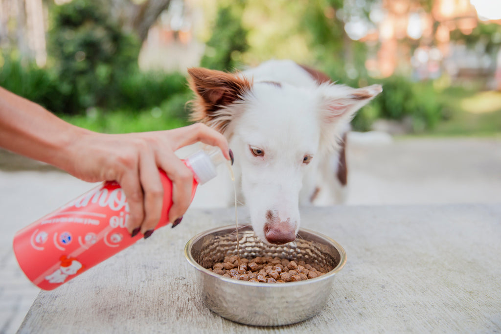 ¿Aceite de Salmón para Perros y Gatos? Guía de un Experto para Elegir la Mejor Fuente de Omega-3