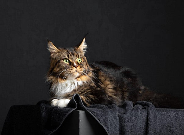 Maine Coon: Origen, Características y Cuidados