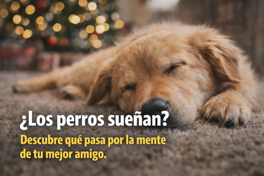 Sueño de los perros: lo que revela sobre su bienestar