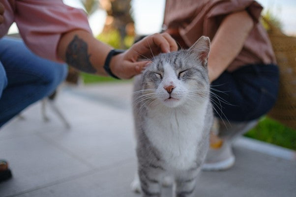 Por qué mi Gato me Sigue a Todos Lados: ¡Te lo Contamos Todo!