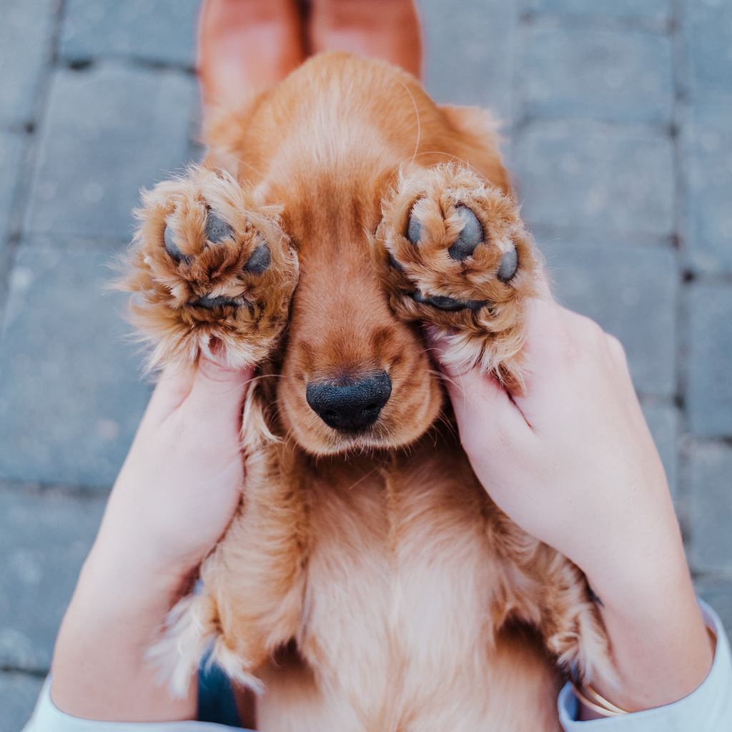 Cómo calmar a un perro asustado por los truenos