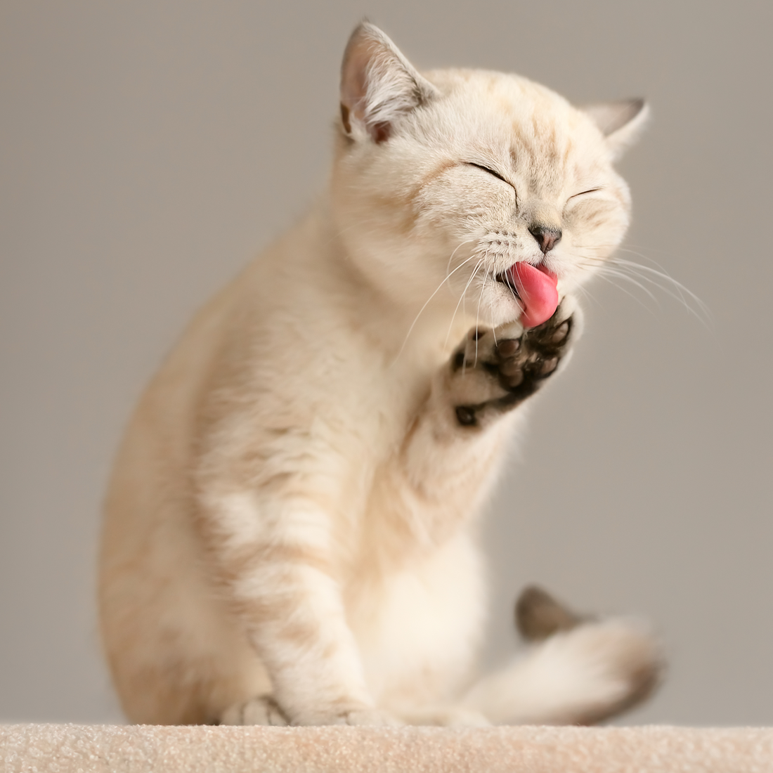 aseo e higiene gatos