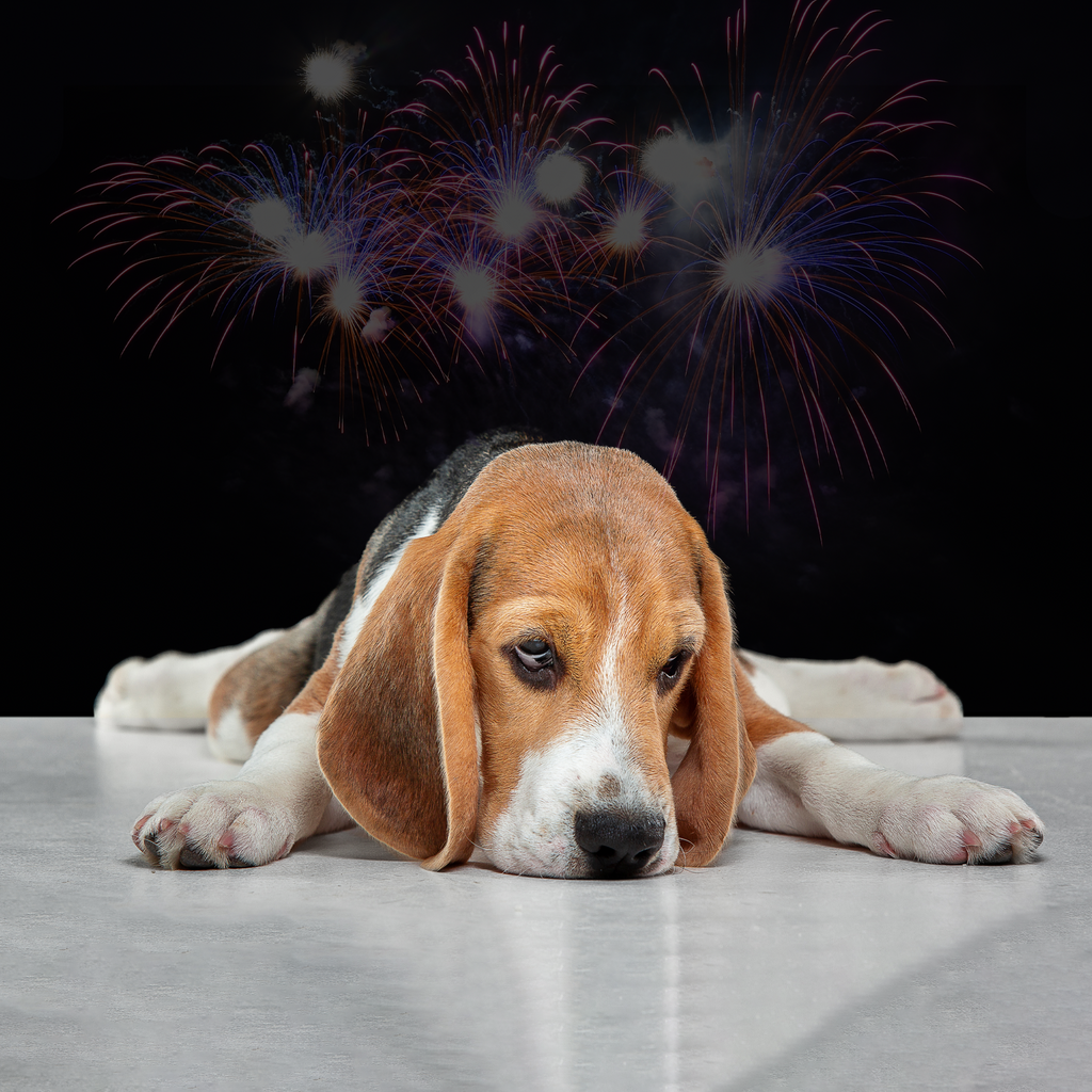 Cómo Calmar a un Perro durante los Cohetes