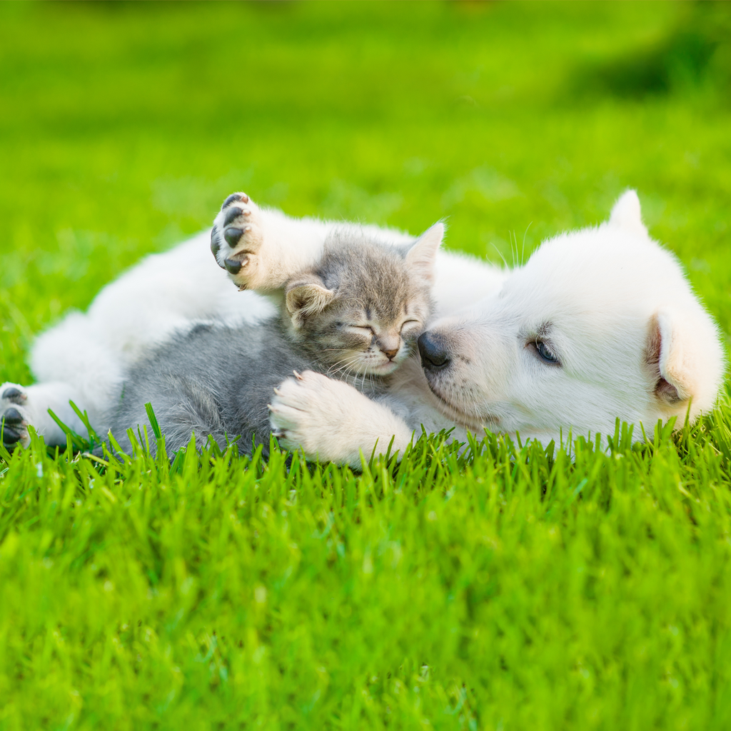 como socializar a un perro con un gato