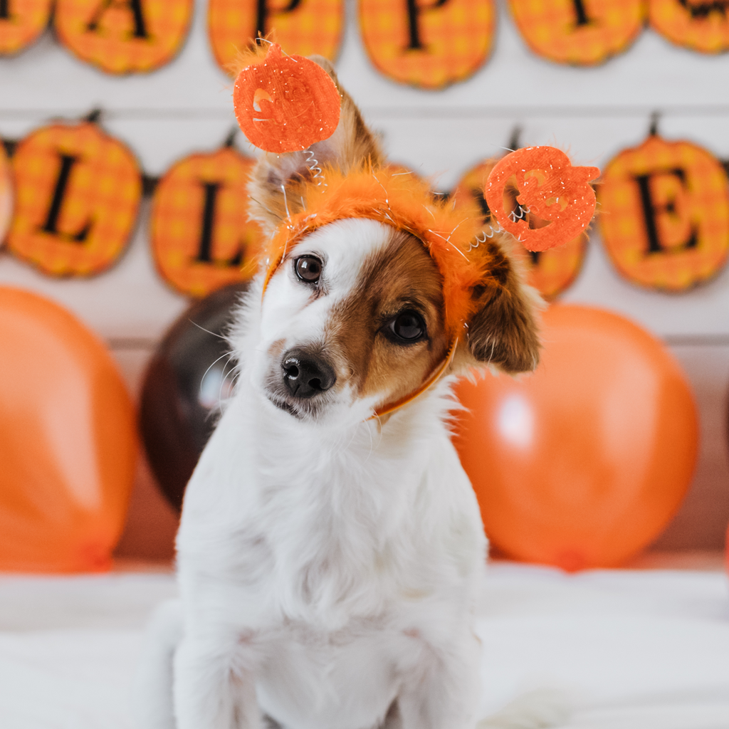 5 tips para cuidar a tus mascotas en Halloween