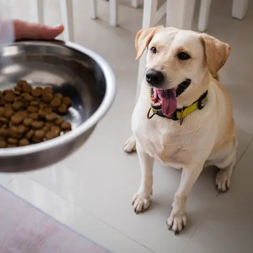 Mejor Alimentación para Perros: Te Contamos Todo