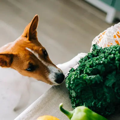 ¿Qué frutas y verduras pueden comer los perros?