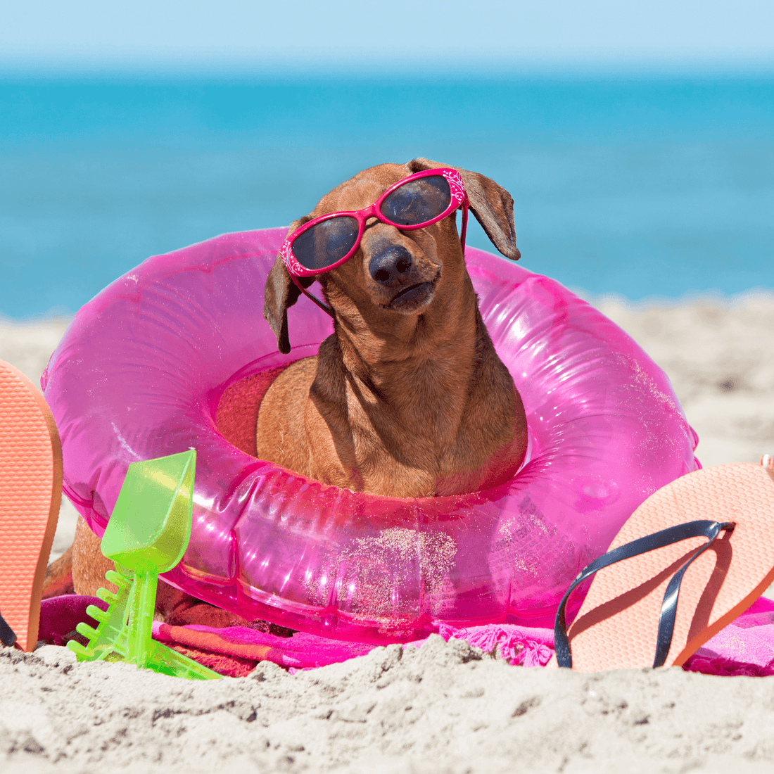 12 mejores playas pet friendly en México
