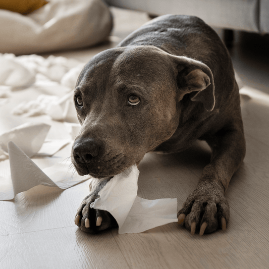 ¿Por qué mi Perro Muerde Todo? Causas y Cómo Evitarlo 2023