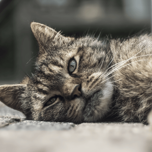 Calicivirus Felino: Qué es, Síntomas y Tratamiento ¡Evítalo!