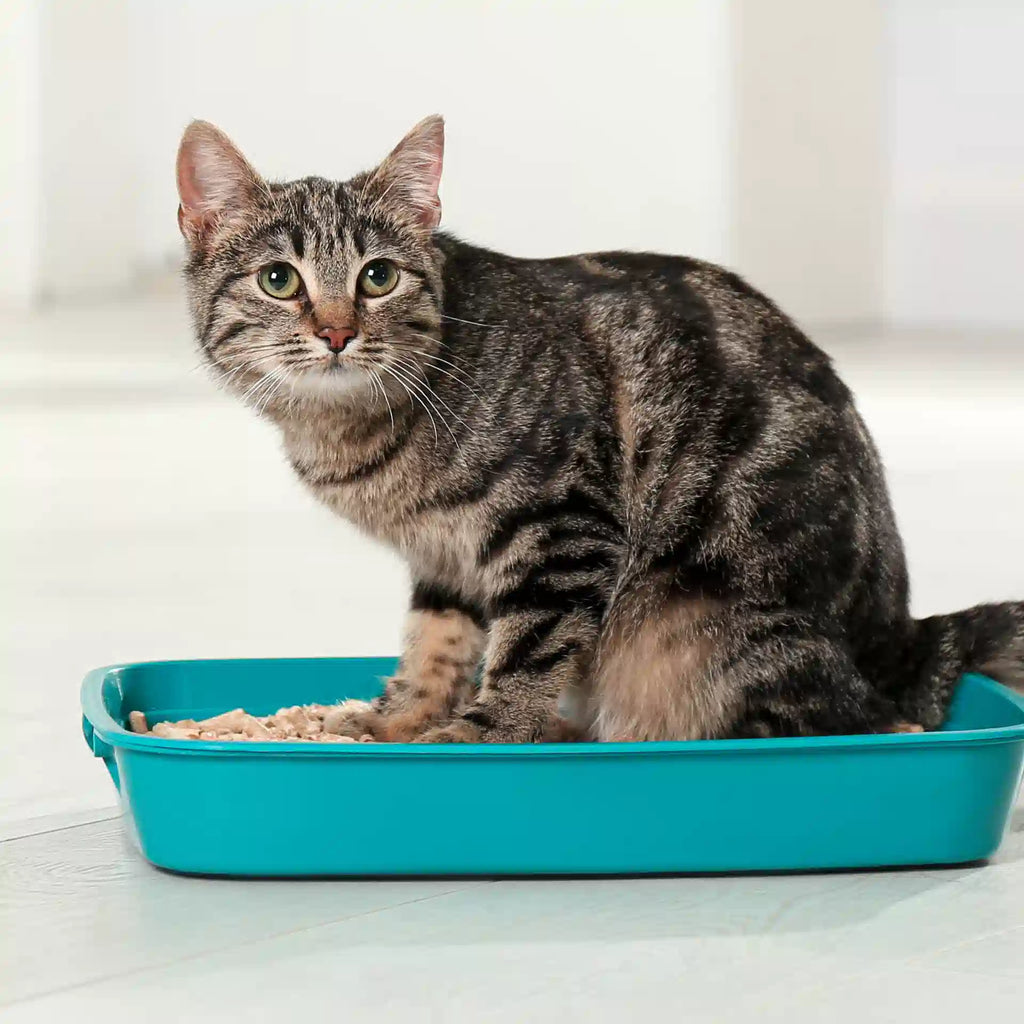 Cómo Enseñar a un Gato a usar el Arenero: Paso a Paso 2023