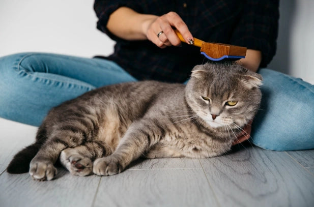 Acné Felino: Causas, Síntomas y Cómo tratarlo