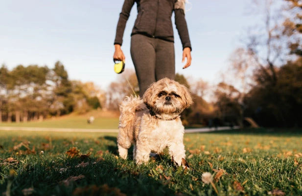 Artrosis en Perros: Qué es, Causas, Síntomas y Tratamiento