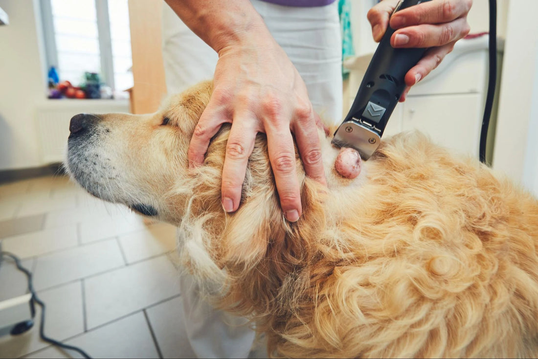 Cáncer en Perros: Todo lo que Debes Saber 2025
