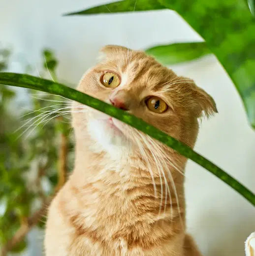  Catnip para Gatos: Qué es, Beneficios y Cómo usarla