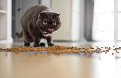 Qué comen los gatos