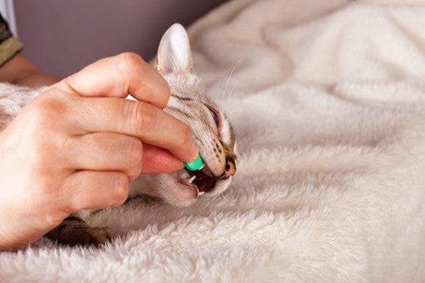 Cómo Darle Pastillas a un Gato: 8 Trucos Prácticos que Funcionan