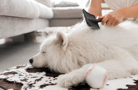 Cómo Peinar a un Perro: Consejos y Claves Fundamentales