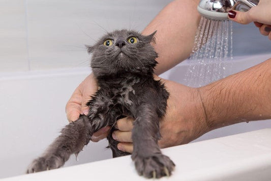 ¿Cómo Bañar a tu Gato? Guía paso a paso 2025