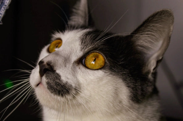 Conjuntivitis en Gatos: Causas, Síntomas y Soluciones