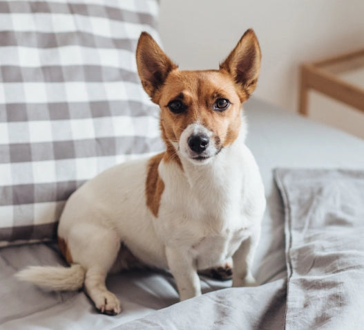 Mi perro tiene diarrea ¿Qué hago? ¡Te lo contamos!