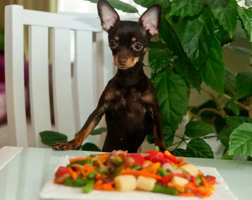 Dieta Blanda para Perros: Mejores 5 Recetas y Consejos