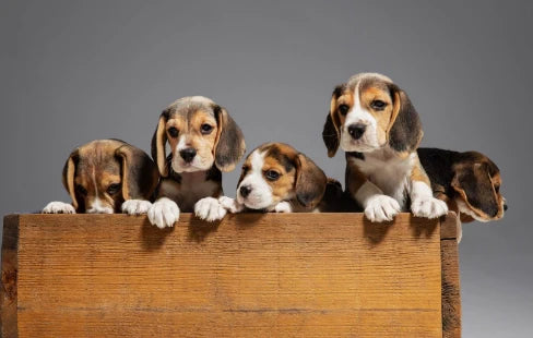 ¿Hasta qué edad crecen los perros? Guía Definitiva