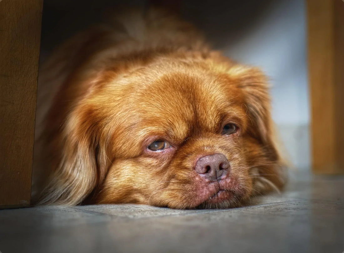 10 Enfermedades en el Hocico de los Perros más Comunes