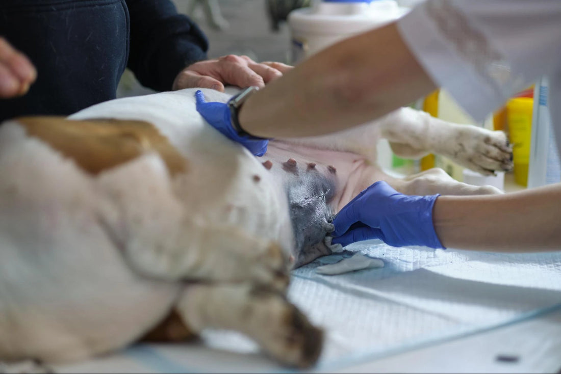 Esterilización en Perros: Guía Completa 2025