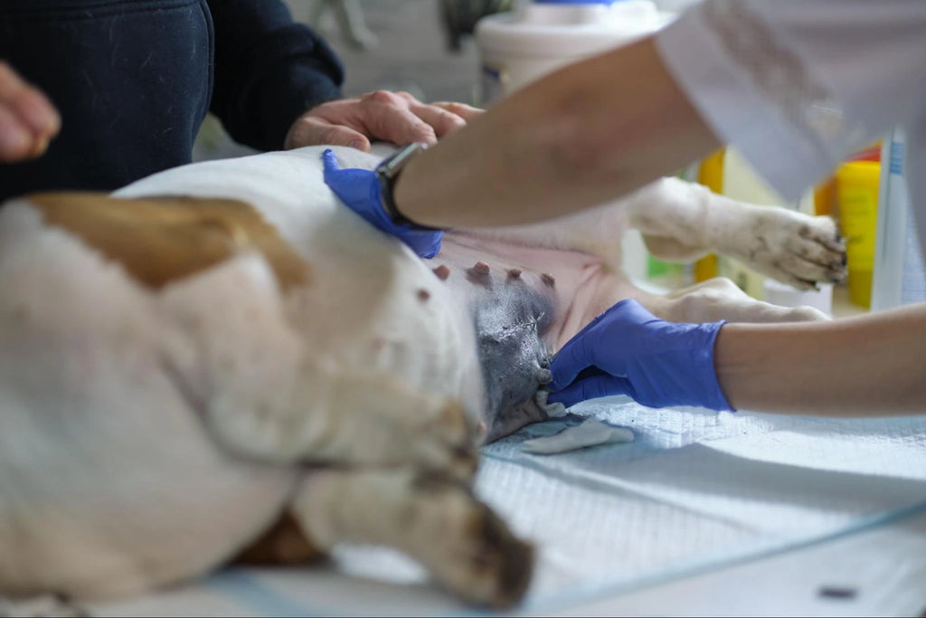 Esterilización en Perros: Guía Completa 2025