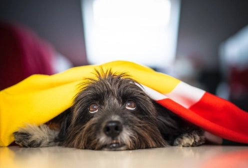 Estreñimiento en Perros: Qué, Síntomas, Causas y Tratamientos