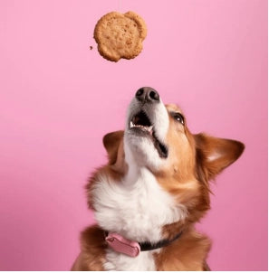 Galletas para Perros Caseras: 15 recetas nutritivas y deliciosas