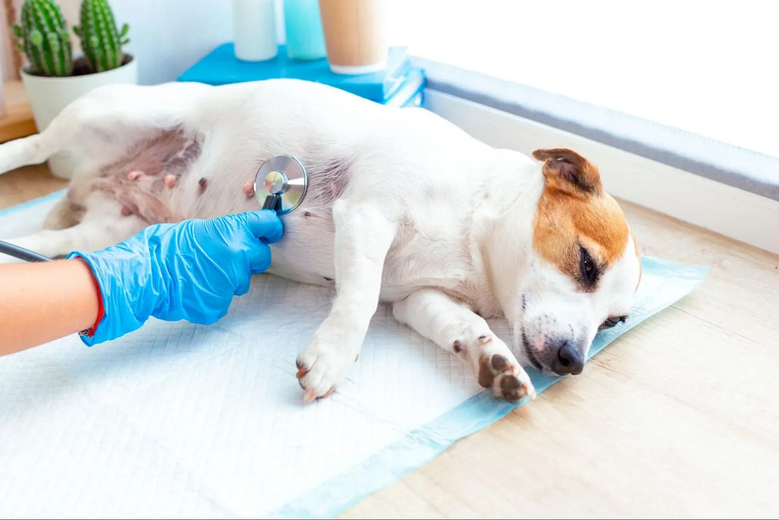 Gastritis en Perros: Guía Completa 2025