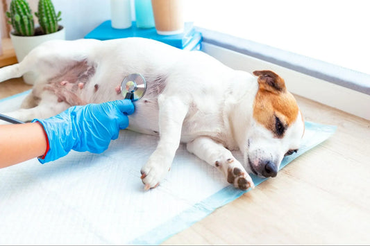 Gastritis en Perros: Guía Completa 2025