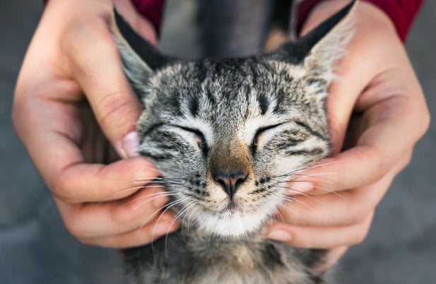 ¿Cómo Saber si tu Gato te Quiere? 8 Señales