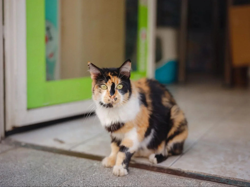 Gatos Carey: Todo lo que Debes Saber