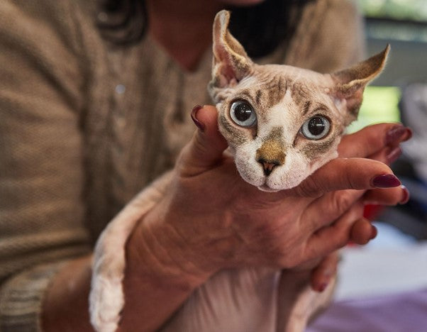 Gato Egipcio: Lo que Necesitas Saber