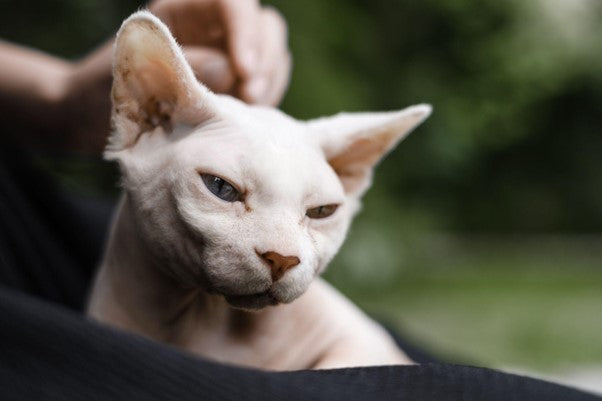 Gatos sin Pelo: Guía Imprescindible 2025 ¡Toma Nota!