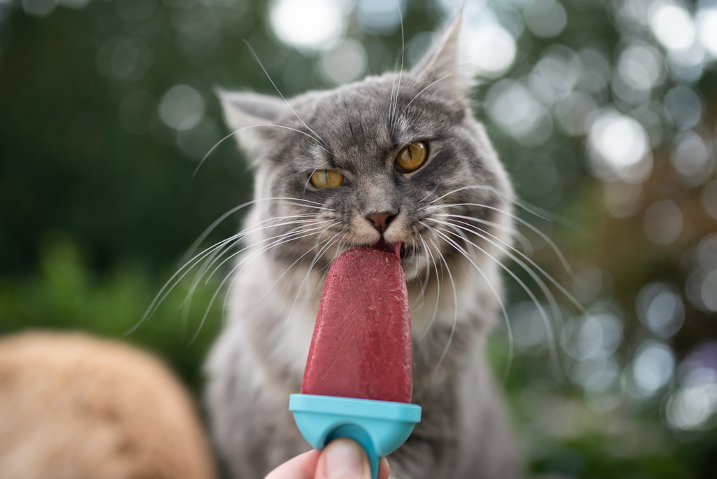 Helados para Gatos: 5 Recetas Fáciles Caseras