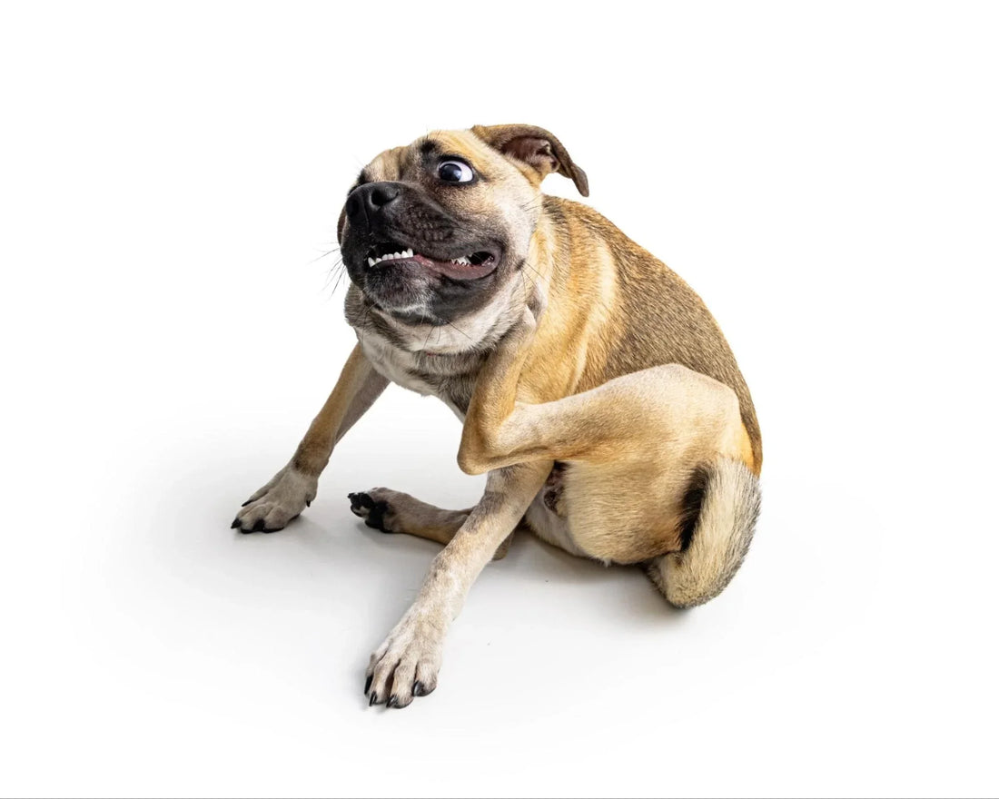 Hongo Malassezia en Perros: Qué es, Síntomas y Tratamiento