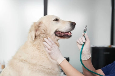 Insuficiencia cardíaca en perros: Síntomas y Tratamiento
